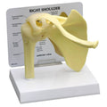 Basic Shoulder Bone Model O465342