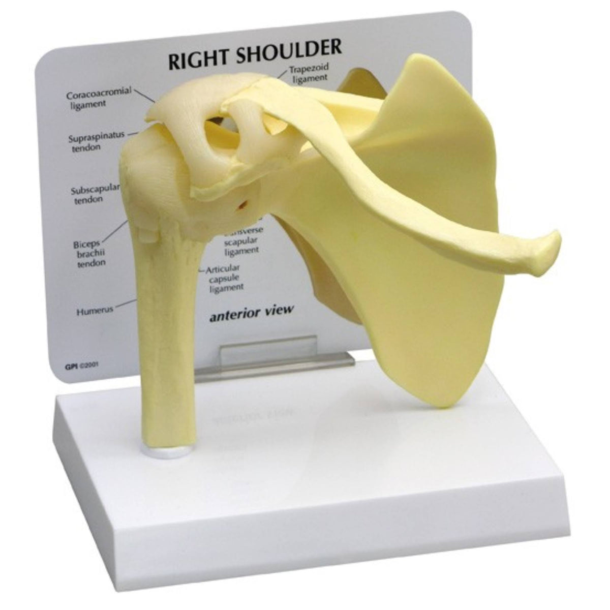 Basic Shoulder Bone Model O465342