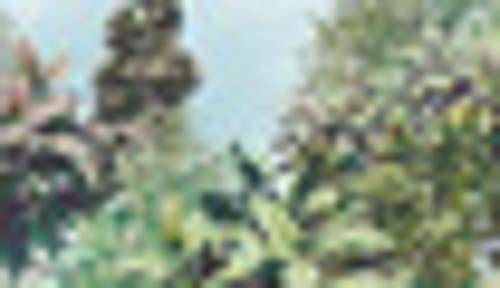 Tropical Wall Mural G5506