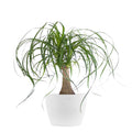 Live Ponytail Palm Houseplant 12-14in Tall in 6 inch White Pot L513
