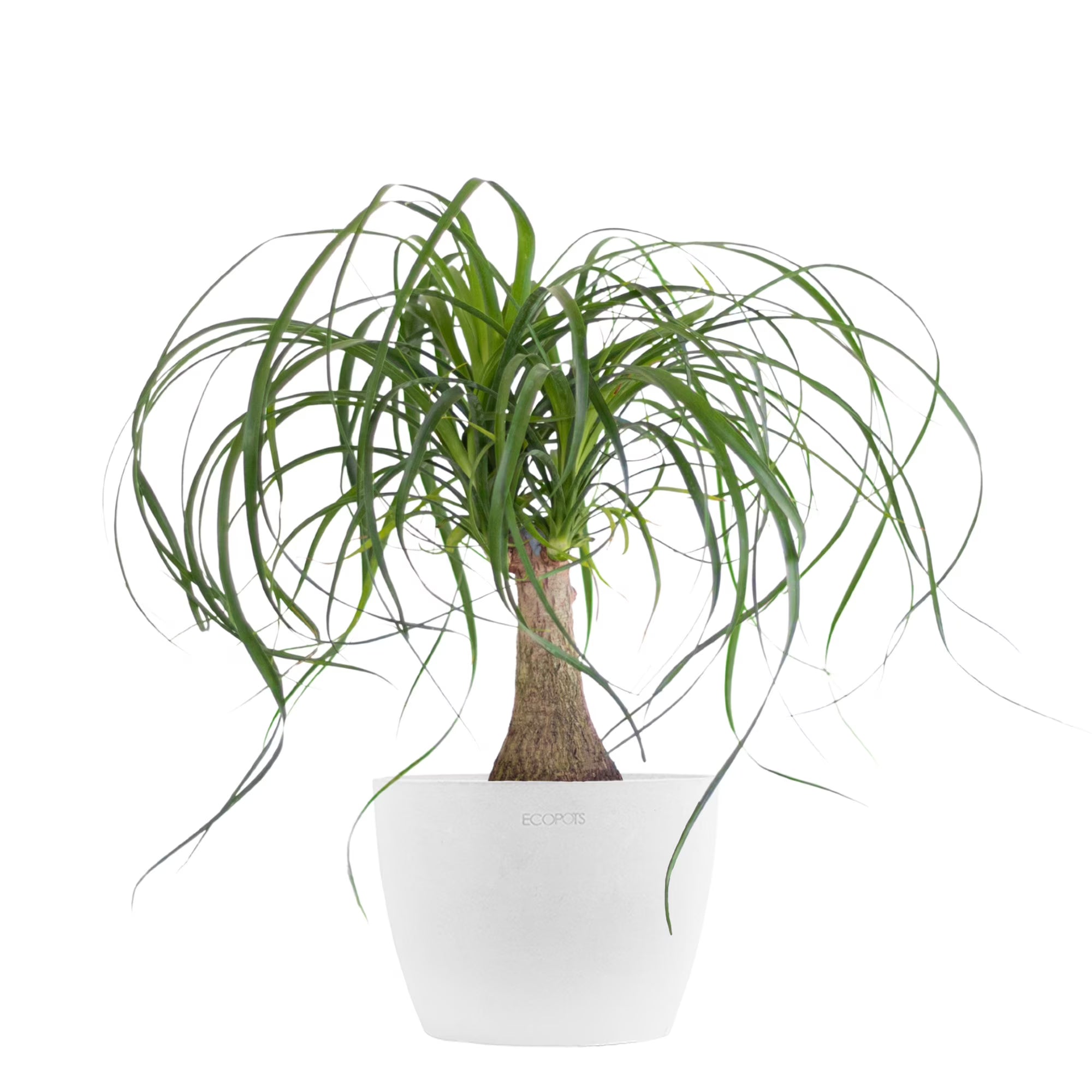 Live Ponytail Palm Houseplant 12-14in Tall in 6 inch White Pot L513