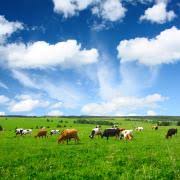 25 lbs All Purpose Pasture Seed Mix G822211